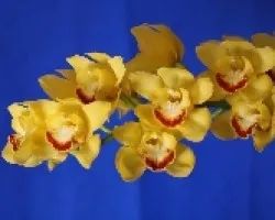 Cymbidium 01