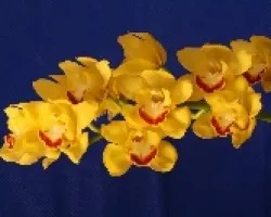 Cymbidium 02
