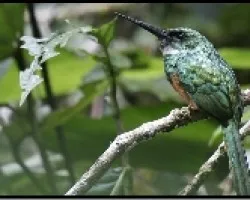 Galbula ruficauda