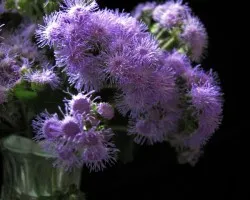 Flor de a?o nuevo