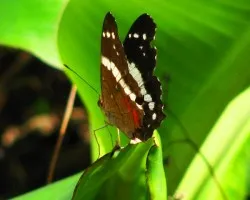 Mariposilla