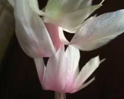 Bailarina