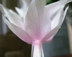 Bailarina