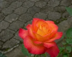 Rosa Herediana