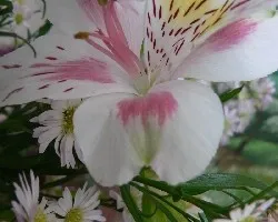 Ternura en blanco