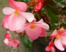 Flores-1
