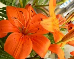 Lirio naranja