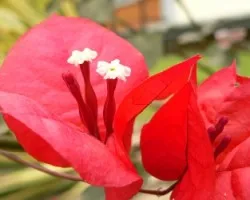 Veranera