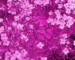 Manipulación de imagen de una planta de Calanchoe