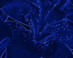 Lirio azul