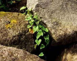 Corazones entre las rocas