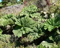 Gunnera sp.