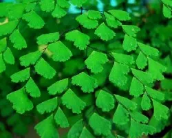Adiantum sp.