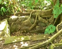 Mis raices abrazan el Patrimonio de Guayabo