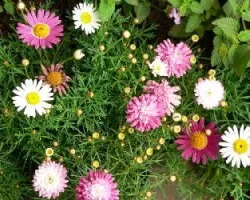 Flores circulares