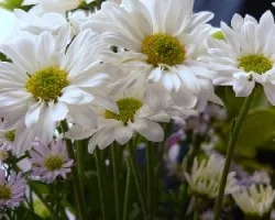 Belleza blanca