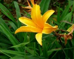?Soy un lirio amarillo?