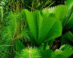 Abanicos verdes