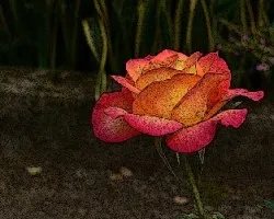 Rosa sombreada