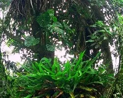 Ovalo de un bosque