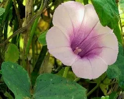 Ovalo de flor silvestre