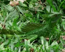 Belleza verde jade
