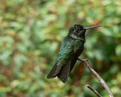 Colibri 2