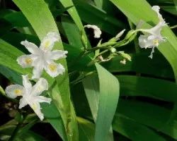 Delicada flor