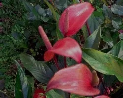 Anturio rosado.