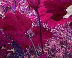 Sombrilla de pobre en rojos y rosados  -  