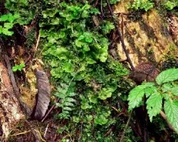 Briofitos:  Marchantia sp. y musgos