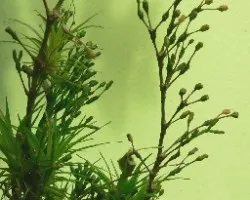 Planta sin hojas...