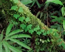 Plantas de hojas curiosas