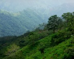 Alla va la neblina