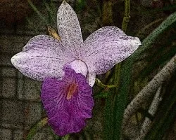 Orquidea sombreada...- 