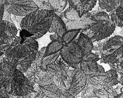 Diversidad foliar   - 