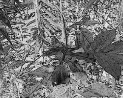 Hojas de un bosquecito 