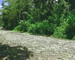 Via de Comunicacion o Calzada  -  