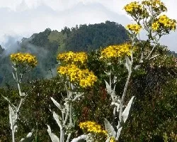 Flores silvestres 1