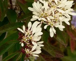 Flores silvestres 2