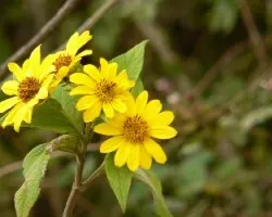 Flores silvestres 3