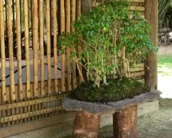 Bosque bonsai