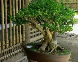 Bonsai 1