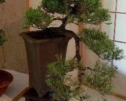 Bonsai 2