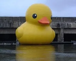 Pato en el rio 1