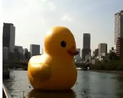 Pato en el rio 2