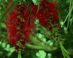 Flor 1