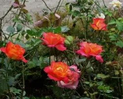 Rosas
