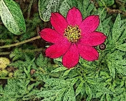 Florescita
