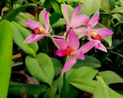Orquidea 1  -  